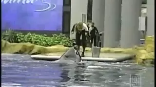 NH Family Shares Video Of Deadly Sea World Show