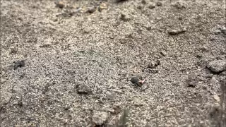 Trapdoor Spider Attack!