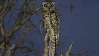 Mãe-da-lua-gigante (Nyctibius grandis) - Great Potoo