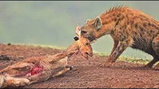 10 Horrific Ways Animals Kill their Prey !! Brutal Ways !! Dangerous Killings