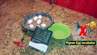 Pigeon Egg Incubator || Pigeon Egg Hatching || Pigeon Eggs - Incubadora