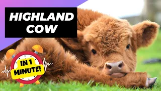 Highland Cow 🐮 One Unique Animal You Have Never Seen | 1 Minute Animals