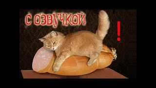 Приколы с котами – озвучка животных – Мне бы таких котов!   Domi Show