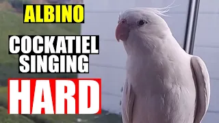 ALBINO COCKATIEL Singing-Male Cockatiel Sound- Cockatiel Videos-Calopsita Cantando-Cockatiels