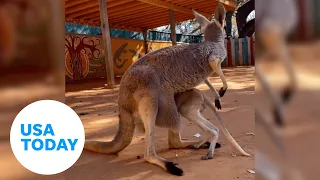Kangaroo struggles to climb into mother's pouch at Texas zoo | USA TODAY