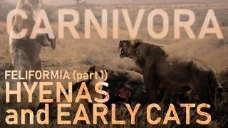 CARNIVORA IV - Feliformia (part1) : Hyaenas and early cats 🐯