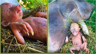 Farmer's Pig Gives Birth To Human Baby, He Takes A Closer Look And Starts Crying // life story