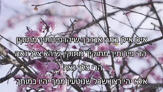 אילן - שירה לינשה  shira linshe "שירת נשים"