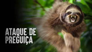 Como sobreviver a um ataque de bicho preguiça?