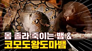 독이요...? 전 힘으로 졸라 죽여요 ... 최대 10M 비단뱀 사냥 모습 | 박테리아 있는 침으로 먹이 잡는 세계에서 가장 큰 도마뱀 코모도왕도마뱀
