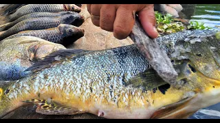 PEIXE FRITO NA BEIRA DO RIO | TUCUNARÉ #pesca #pescaria