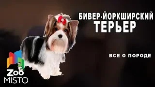 Бивер-йоркширский терьер - Все о породе собаки | Собака породы бивер-йоркширский терьер