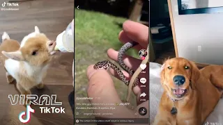 Welcome to ANIMAL TikTok! pt. 3