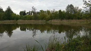 🐠🏡БЕЛАРУСКАЯ ДЕРЕВЕНЬКА. КАРАСЬ ПОШЁЛ НА НЕРЕСТ. СОЛОВЕЙ СТАРАЕТСЯ ВО ВСЮ.КОМАРЫ НЕ ДАЮТ СНИМАТЬ 😁🐟