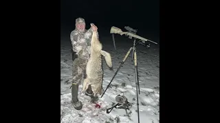 Sightmark Wraith 4K Max (Big Male Coyote)