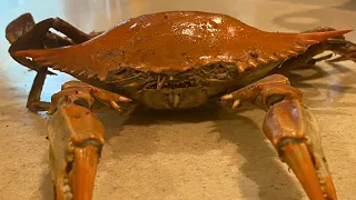 Maryland Blue Crabs in the fall (catch, clean, cook) in Rehoboth Bay, Delaware - How to cook crabs