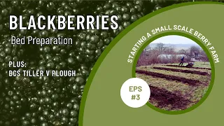 PREPARING for BLACKBERRIES | BCS TILLER V PLOUGH | WHEN to AVOID TILLAGE | PERMACULTURE FOOD FOREST