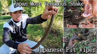 Japanese Pit Viper (Mamushi) - Japan Most Venomous Snake