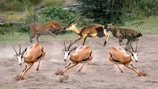 Aghast Battle Of Antelope vs Leopard - Leopard The Most Feared Enemy Of The Antelope