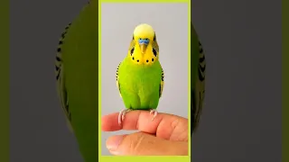 Happy Budgie Sound Responding To Whistle!!