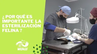 Importancia de la esterilización felina | Fundación Munay
