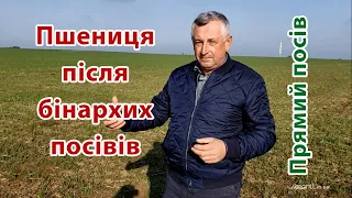 Озима пшениця після бінарних посівів у Ігоря Шайноги. Покривні культури. Прямий посів. No-till.