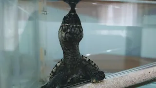 Dieta para tortugas mordedoras