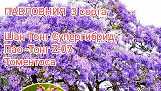 ПАВЛОВНИЯ обзор за 3 года. ТОМЕНТОСА, Шан-Тонг Супергибрид, Z-07 Пао-Тонг