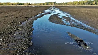 Большой пруд осушили, а рыба осталась. Обнаружил много крупного карпа, карася. Летаю над водоёмом