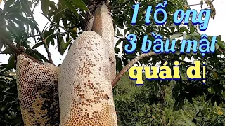 #454.Lần Đầu Gặp Tổ Ong Bầu Mật KHỦNG KHIẾP Dài 1m Ở Vĩnh Long.Collect 1m long gourd gourd honeycomb