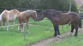 Konie zimnokrwiste w Węzówko