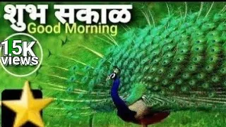 Beautiful Good Morning Status | ⭐ | Shubh Sakal Status | Peacock Dance