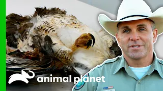 Game Warden Investigates The Shooting Of A Protected Hawk | Lone Star Law