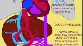 FETAL CIRCULATION 2: DUCTUS VENOSUS