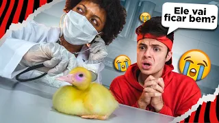 O NOSSO PATO FICOU DOENTE! ESTOU DESESPERADO!