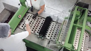 Fruit pitting machine | plum pitting, cutting - Tooltechnik