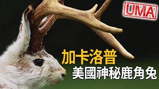 「加卡洛普Jackalope」鹿角兔，傳說中長著鹿角的野兔，美國懷俄明州道格拉斯市的特有神祕生物。