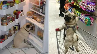 Only Pug can make us HAPPY and LAUGH - Funny and Cute Pug Puppy Videos Compilation