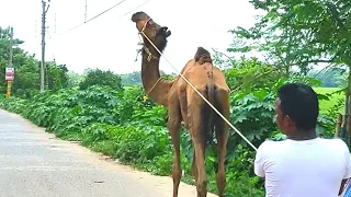 wow Camel walking.....Why do camels walk funny?....   #shorts