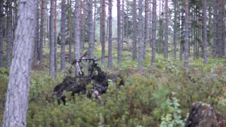 Lockjakt på bock 16/8-2021