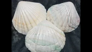 How To Make Faux Sea Shells | Polymer Clay