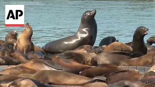 Record number of sea lions have crashed on San Francisco's Pier 39, the most counted in 15 years