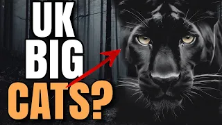 BIG CATS IN BRITAIN? STRANGE OBJECT CAPTURED ON FILM