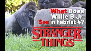 What Is Gorilla Willie B Jr Staring At??