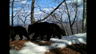 Медведица и сразу 5 медвежат на «Земле леопарда»  Mother bear with 5 teddy bears!