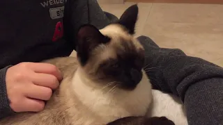 Sammy, the cute cat purrs - listen