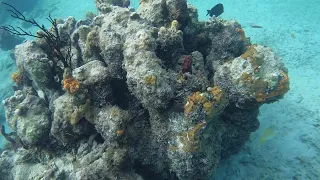 Turks & Caicos 2024 Smith's Reef Snorkeling Turtles & Spotted Eagle Ray