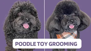 POODLE TOY GROOMING TUTORIAL - Professional Dog Groomer Tips