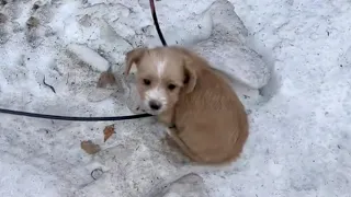 Cold -9°C, the puppy with frozen legs sat trembling on the side of the road asking for help