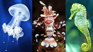 10 Most Beautiful Sea Creatures on Planet Earth (P#2)